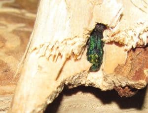 Emerald Ash Borer Stuck In Firewood