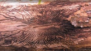 Wood Damaged By Emerald Ash Borers