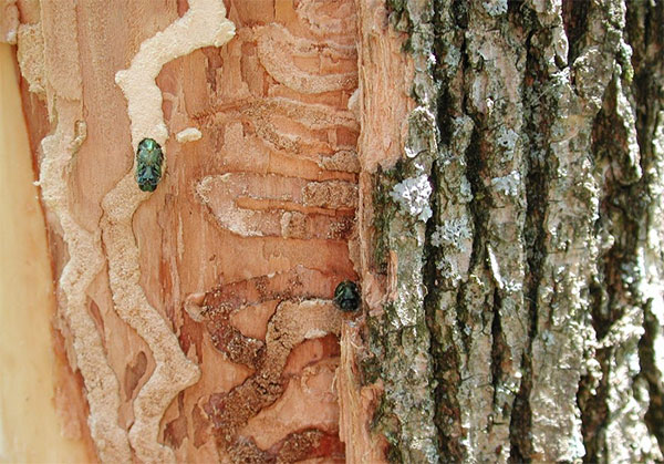 Emerald ash borer stump removal