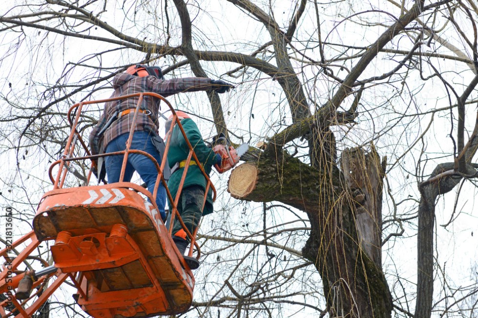 Osseo Tree Trimming